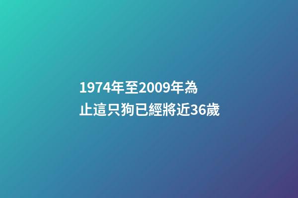 1974年至2009年為止這只狗已經將近36歲-第1張-觀點-玄機派