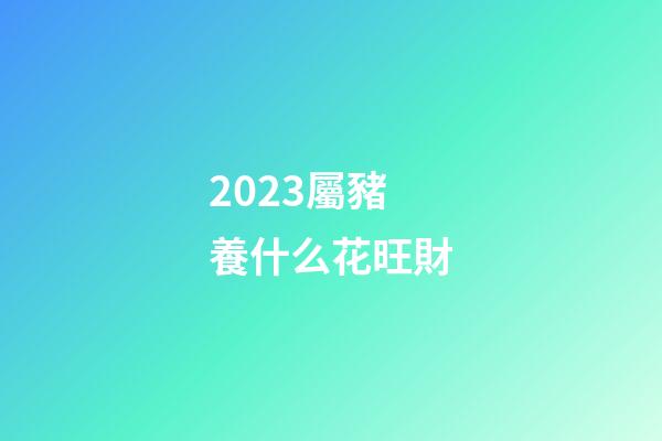 2023屬豬養什么花旺財