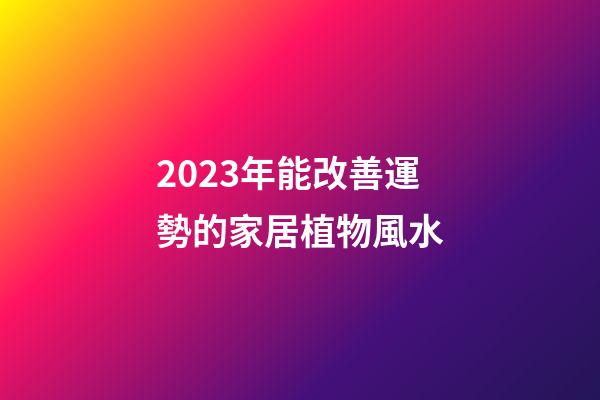 2023年能改善運勢的家居植物風水