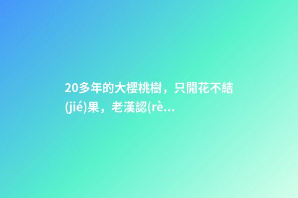 20多年的大櫻桃樹，只開花不結(jié)果，老漢認(rèn)為是“風(fēng)水問題”