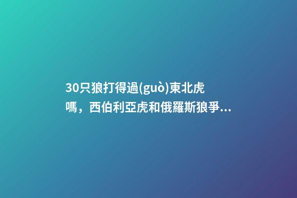 30只狼打得過(guò)東北虎嗎，西伯利亞虎和俄羅斯狼爭(zhēng)霸一戰(zhàn)各盡殺招-第1張-觀點(diǎn)-玄機(jī)派