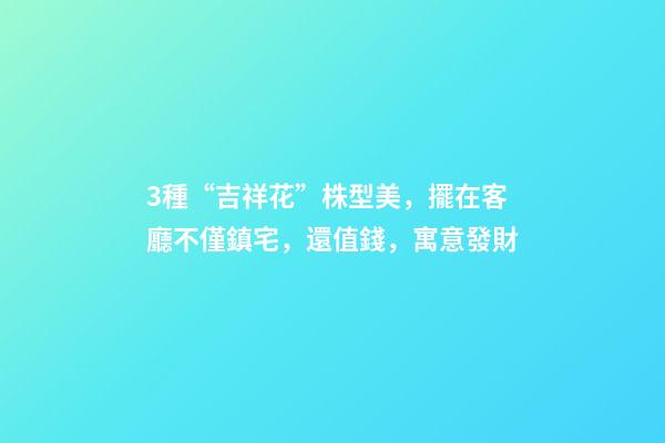 3種“吉祥花”株型美，擺在客廳不僅鎮宅，還值錢，寓意發財