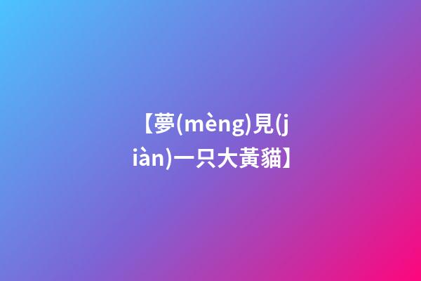 【夢(mèng)見(jiàn)一只大黃貓】