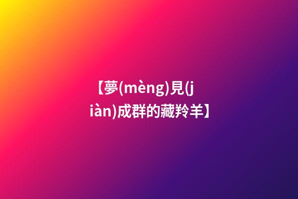 【夢(mèng)見(jiàn)成群的藏羚羊】