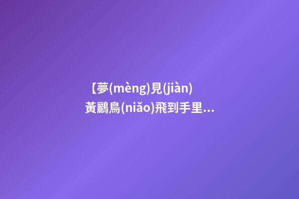 【夢(mèng)見(jiàn)黃鸝鳥(niǎo)飛到手里】