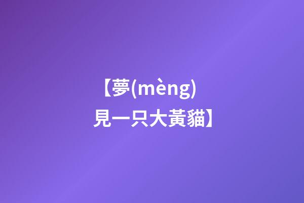 【夢(mèng)見一只大黃貓】