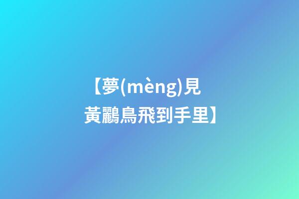 【夢(mèng)見黃鸝鳥飛到手里】