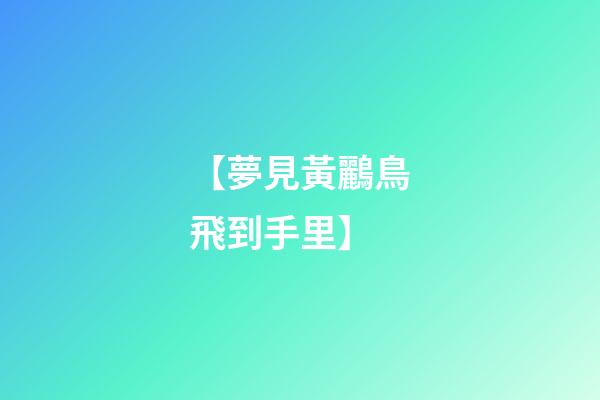 【夢見黃鸝鳥飛到手里】