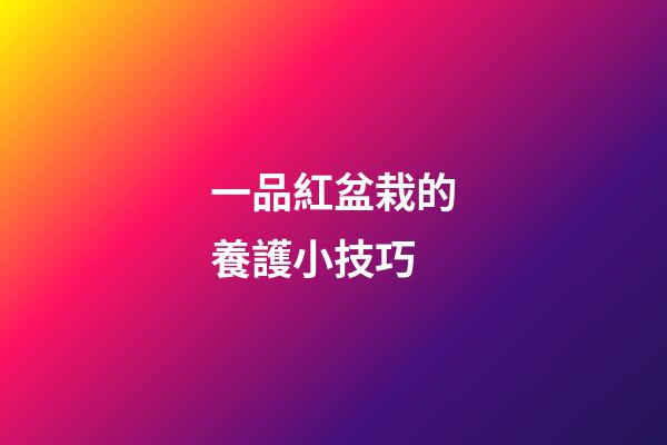 一品紅盆栽的養護小技巧