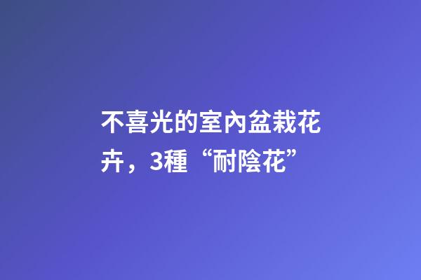 不喜光的室內盆栽花卉，3種“耐陰花”-第1張-觀點-玄機派