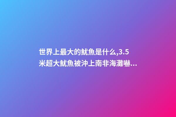 世界上最大的魷魚是什么,3.5米超大魷魚被沖上南非海灘嚇跑游客!深海-第1張-觀點(diǎn)-玄機(jī)派