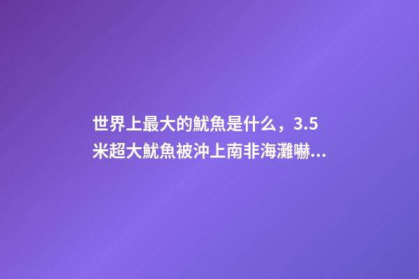 世界上最大的魷魚是什么，3.5米超大魷魚被沖上南非海灘嚇跑游客!深海-第1張-觀點(diǎn)-玄機(jī)派