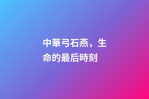 中華弓石燕，生命的最后時刻-第1張-觀點-玄機派
