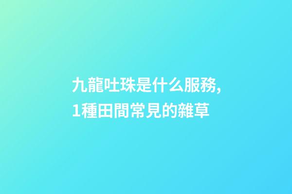 九龍吐珠是什么服務,1種田間常見的雜草-第1張-觀點-玄機派