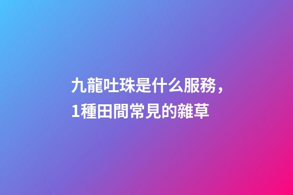 九龍吐珠是什么服務，1種田間常見的雜草-第1張-觀點-玄機派