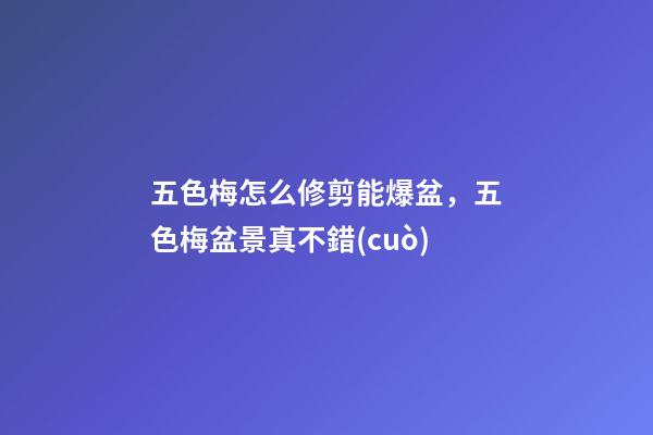 五色梅怎么修剪能爆盆，五色梅盆景真不錯(cuò)-第1張-觀點(diǎn)-玄機(jī)派
