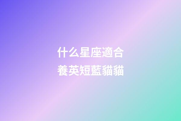 什么星座適合養英短藍貓貓