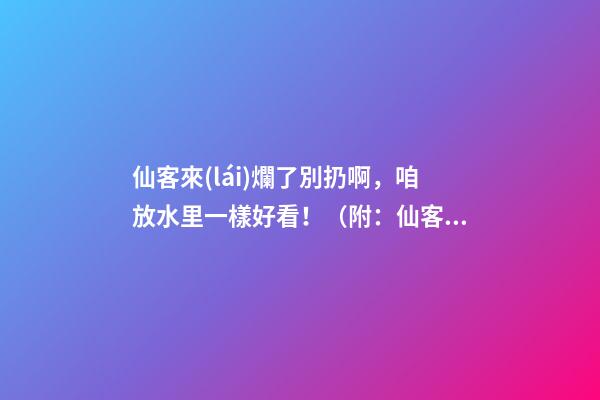 仙客來(lái)爛了別扔啊，咱放水里一樣好看！（附：仙客來(lái)的風(fēng)水作用）