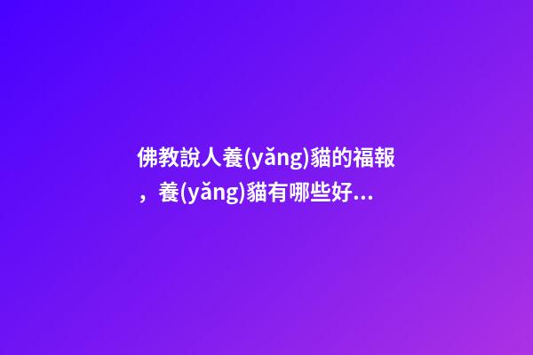 佛教說人養(yǎng)貓的福報，養(yǎng)貓有哪些好處