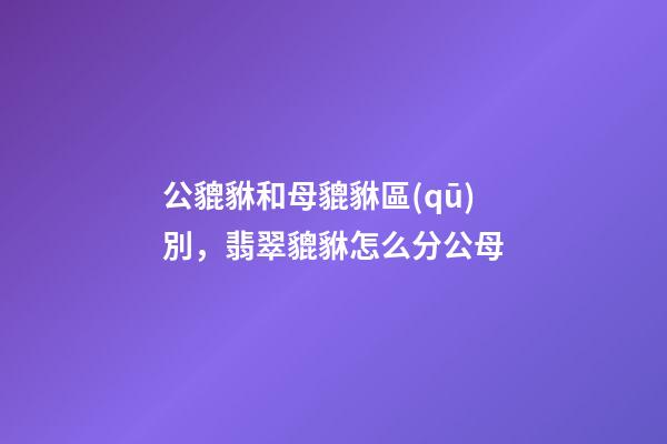公貔貅和母貔貅區(qū)別，翡翠貔貅怎么分公母-第1張-觀點(diǎn)-玄機(jī)派