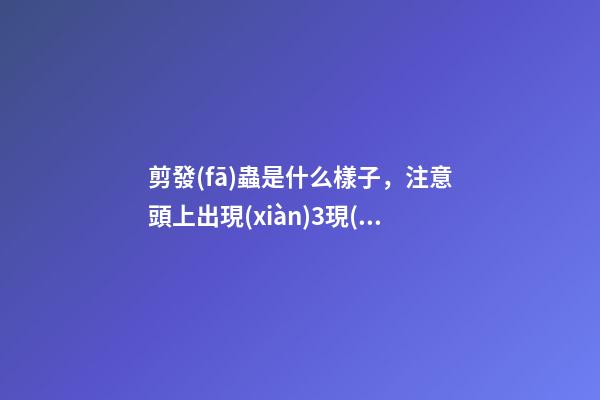 剪發(fā)蟲是什么樣子，注意頭上出現(xiàn)3現(xiàn)象-第1張-觀點(diǎn)-玄機(jī)派
