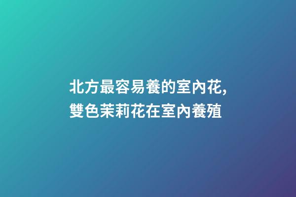 北方最容易養的室內花,雙色茉莉花在室內養殖-第1張-觀點-玄機派