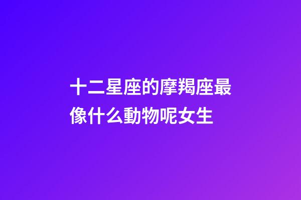 十二星座的摩羯座最像什么動物呢女生