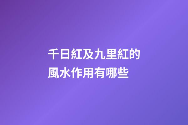千日紅及九里紅的風水作用有哪些?