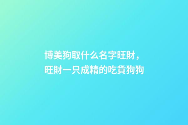 博美狗取什么名字旺財，旺財一只成精的吃貨狗狗-第1張-觀點(diǎn)-玄機(jī)派