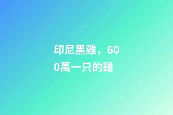 印尼黑雞，600萬一只的雞-第1張-觀點-玄機派