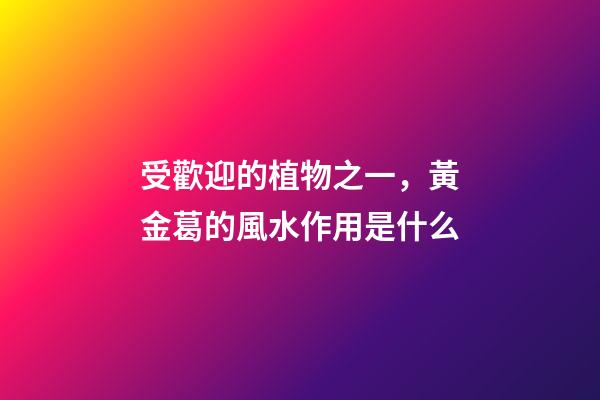 受歡迎的植物之一，黃金葛的風水作用是什么
