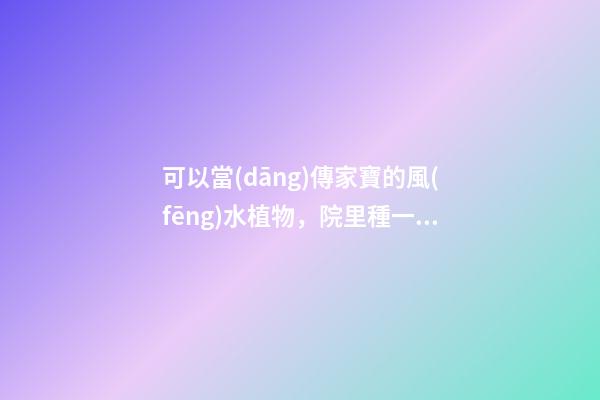 可以當(dāng)傳家寶的風(fēng)水植物，院里種一棵，開(kāi)花就是千萬(wàn)朵，紫氣東來(lái)