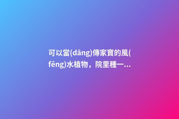 可以當(dāng)傳家寶的風(fēng)水植物，院里種一棵，開花就是千萬(wàn)朵，紫氣東來(lái)