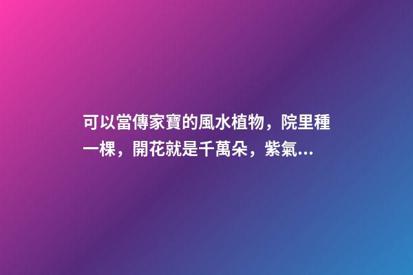 可以當傳家寶的風水植物，院里種一棵，開花就是千萬朵，紫氣東來