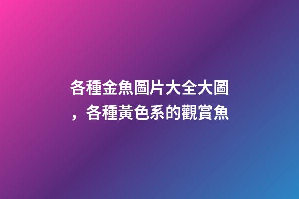 各種金魚圖片大全大圖，各種黃色系的觀賞魚-第1張-觀點-玄機派