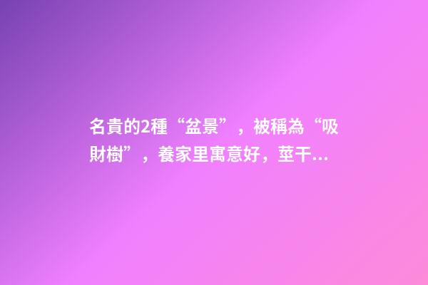 名貴的2種“盆景”，被稱為“吸財樹”，養家里寓意好，莖干好看
