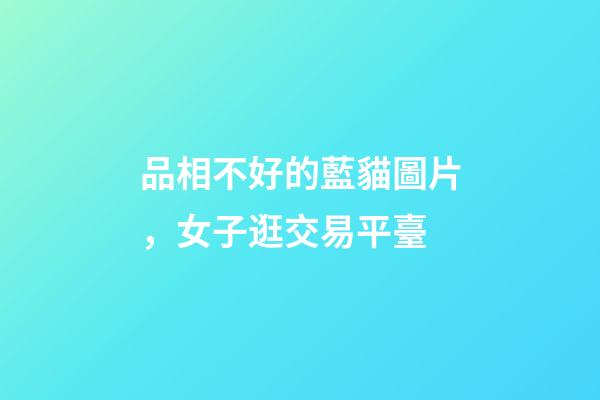 品相不好的藍貓圖片，女子逛交易平臺-第1張-觀點-玄機派