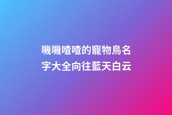 嘰嘰喳喳的寵物鳥名字大全向往藍天白云