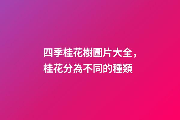 四季桂花樹圖片大全，桂花分為不同的種類-第1張-觀點-玄機派