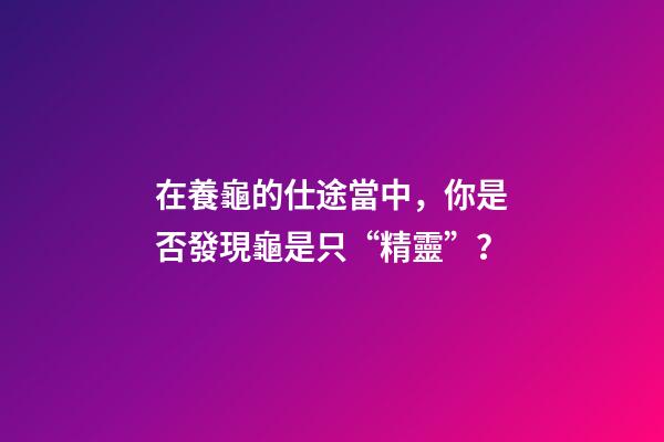 在養龜的仕途當中，你是否發現龜是只“精靈”？