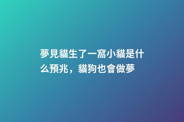 夢見貓生了一窩小貓是什么預兆，貓狗也會做夢-第1張-觀點-玄機派