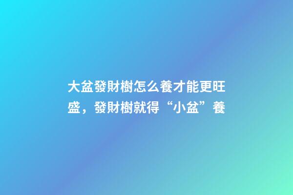 大盆發財樹怎么養才能更旺盛，發財樹就得“小盆”養-第1張-觀點-玄機派