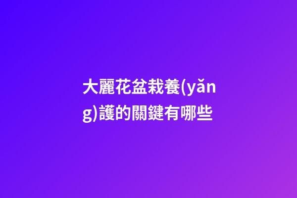 大麗花盆栽養(yǎng)護的關鍵有哪些