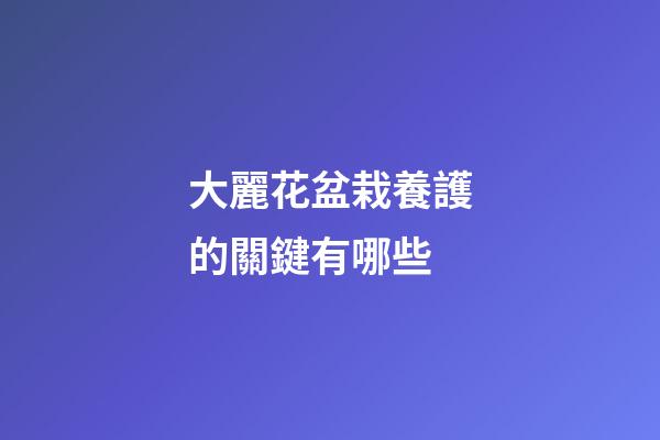 大麗花盆栽養護的關鍵有哪些