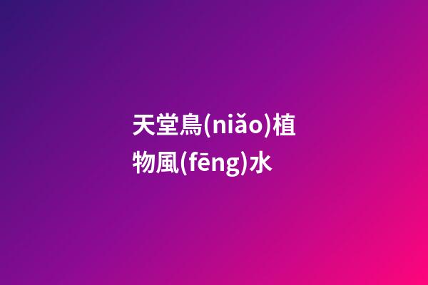 天堂鳥(niǎo)植物風(fēng)水
