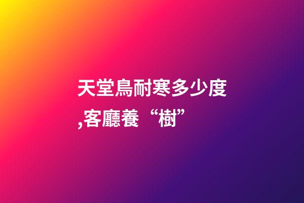 天堂鳥耐寒多少度,客廳養“樹”-第1張-觀點-玄機派