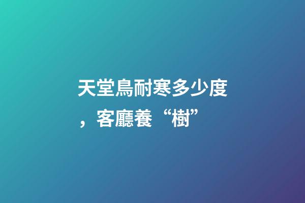 天堂鳥耐寒多少度，客廳養“樹”-第1張-觀點-玄機派