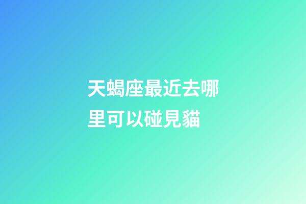 天蝎座最近去哪里可以碰見貓