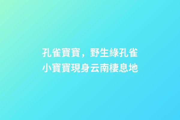孔雀寶寶，野生綠孔雀小寶寶現身云南棲息地-第1張-觀點-玄機派