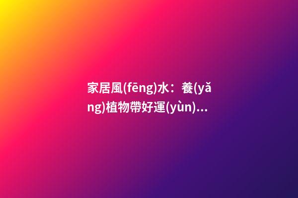 家居風(fēng)水：養(yǎng)植物帶好運(yùn)氣